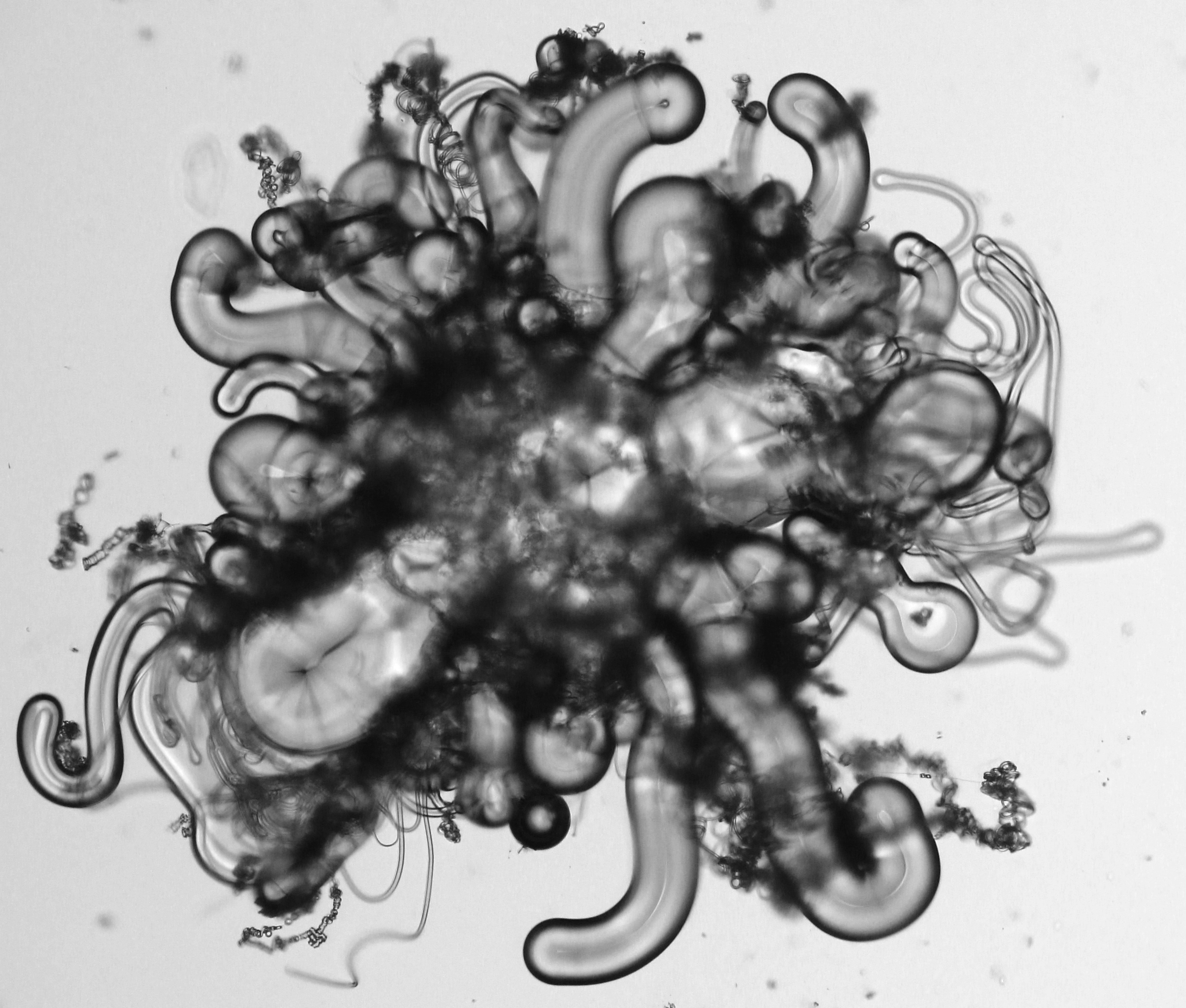 8CB form fibers in a contact with waterCTAB solution