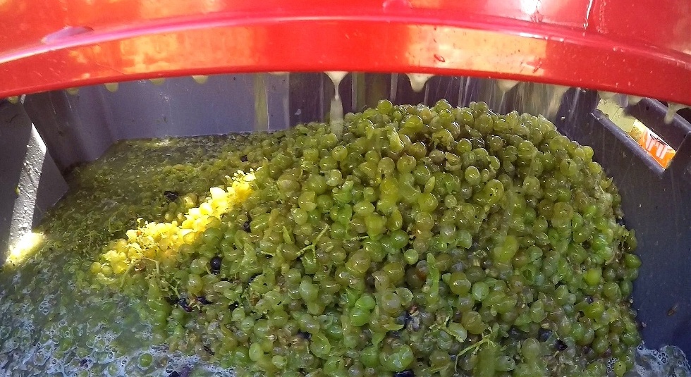 Traubengut fertig zum Pressen