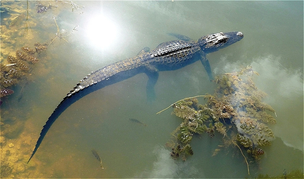 Der erste Alligator