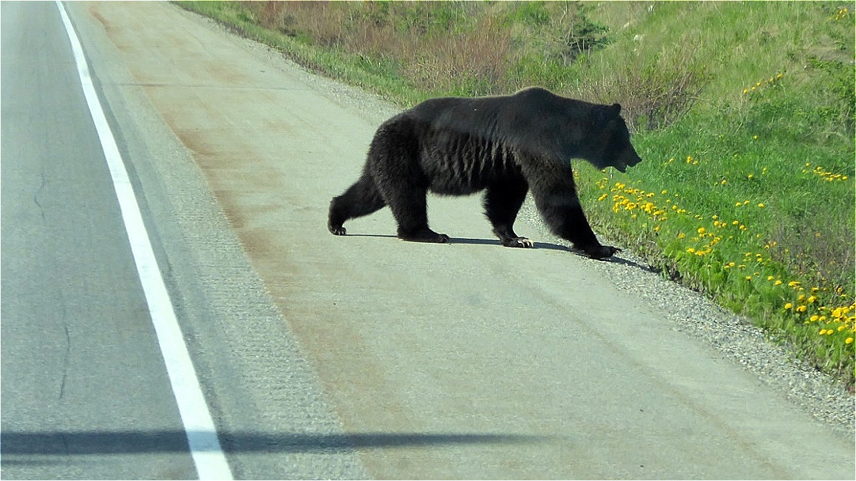 Gemächlich überquert ein Grizzly den Highway !