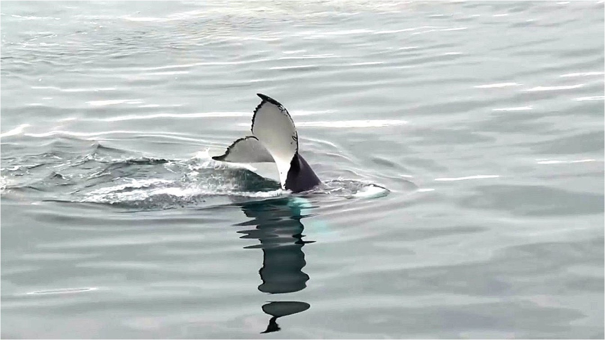 Abtauchender Buckelwal zeigt seine Fluke (Schwanzflosse)