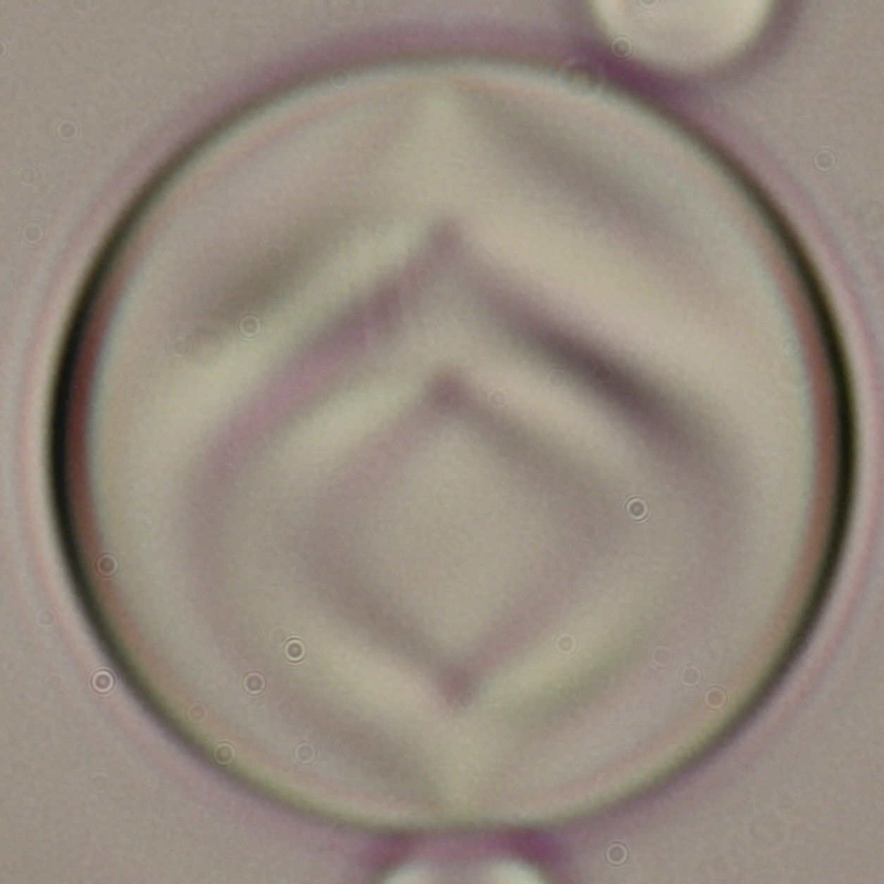 Chiral nematic droplet with 5 point defects separated by onion like cholesteric layers.