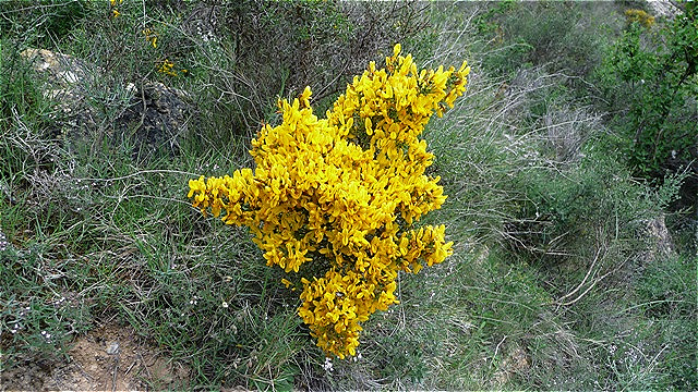 Jetzt blüht der Ginster