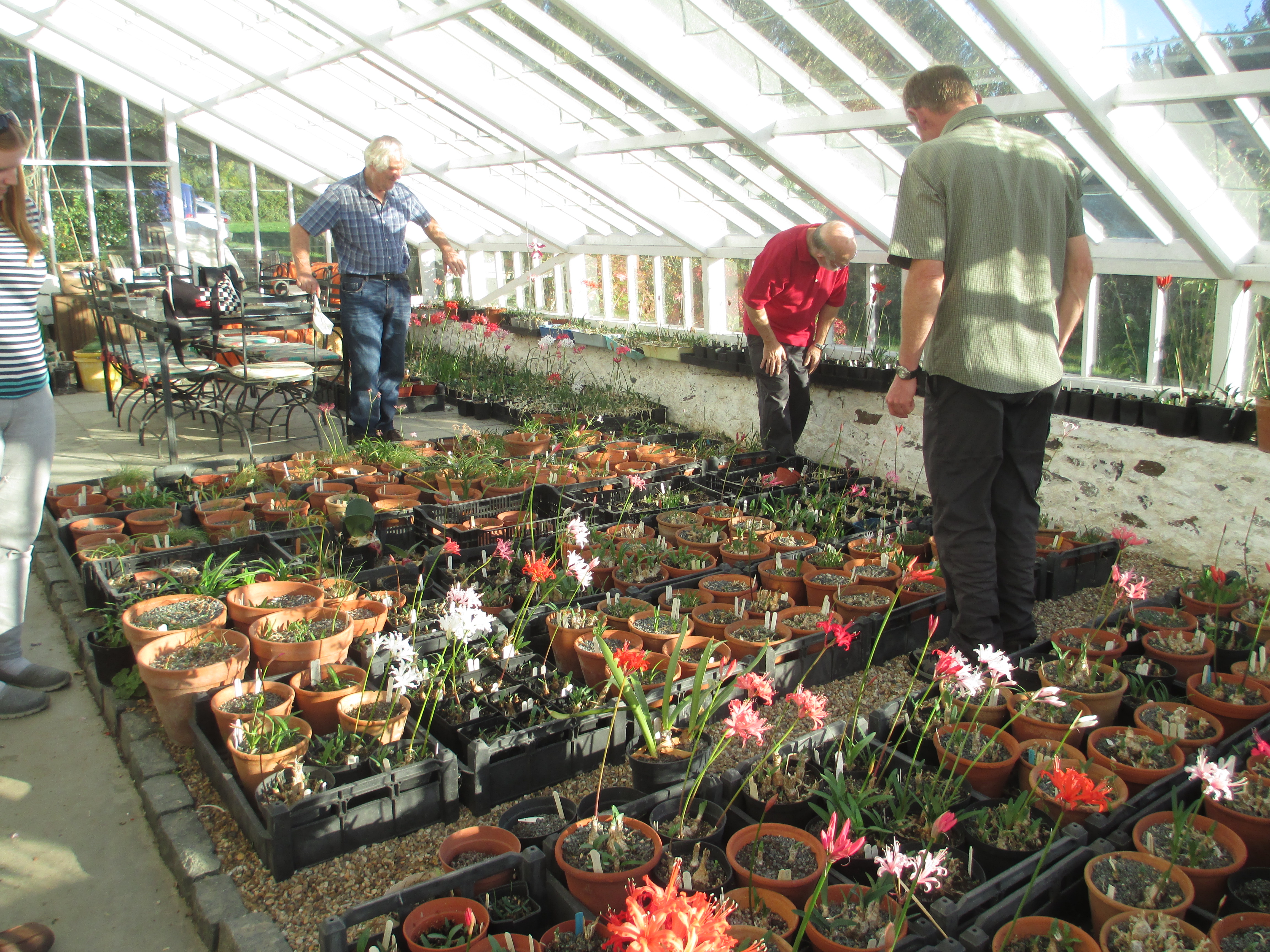 NAAS members also visited Andrew's own collection of nerines, both N. sarniensis ......... 