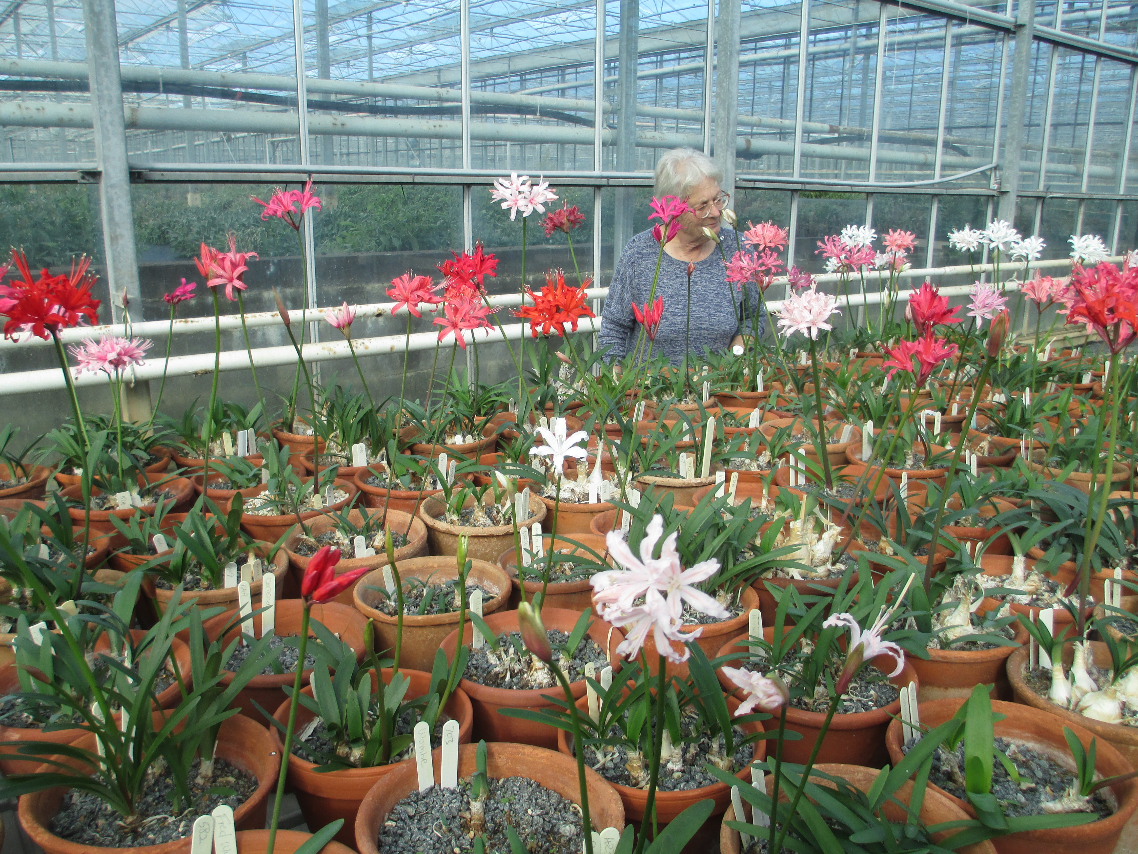NAAS Chairman, Joanna Sadler, viewing some of the National Collection of Nerines.