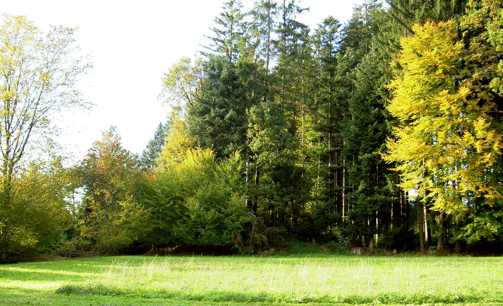 Galgenwiese im Galgenholz bei Teichstätt