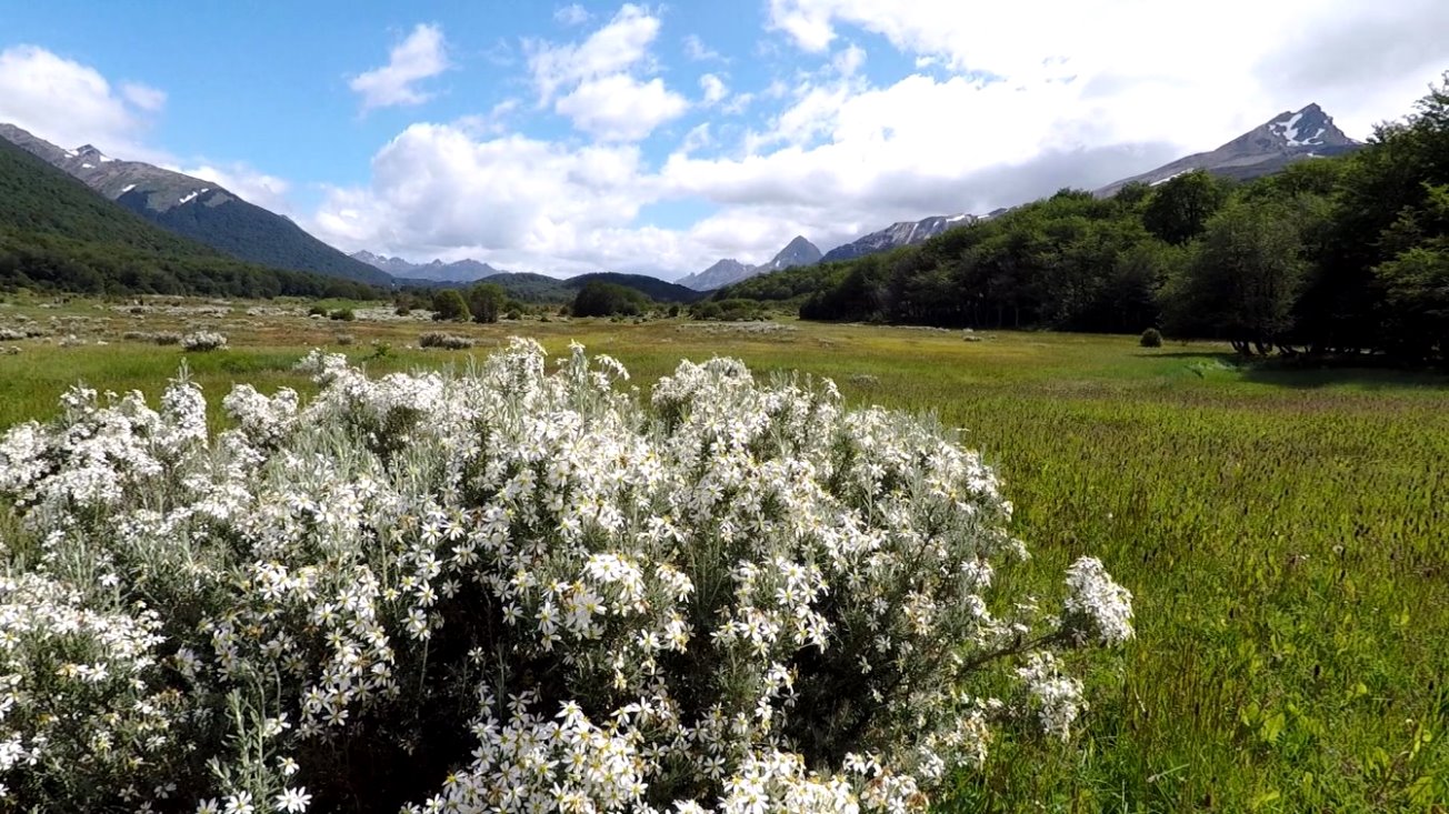 Blühende Sträucher