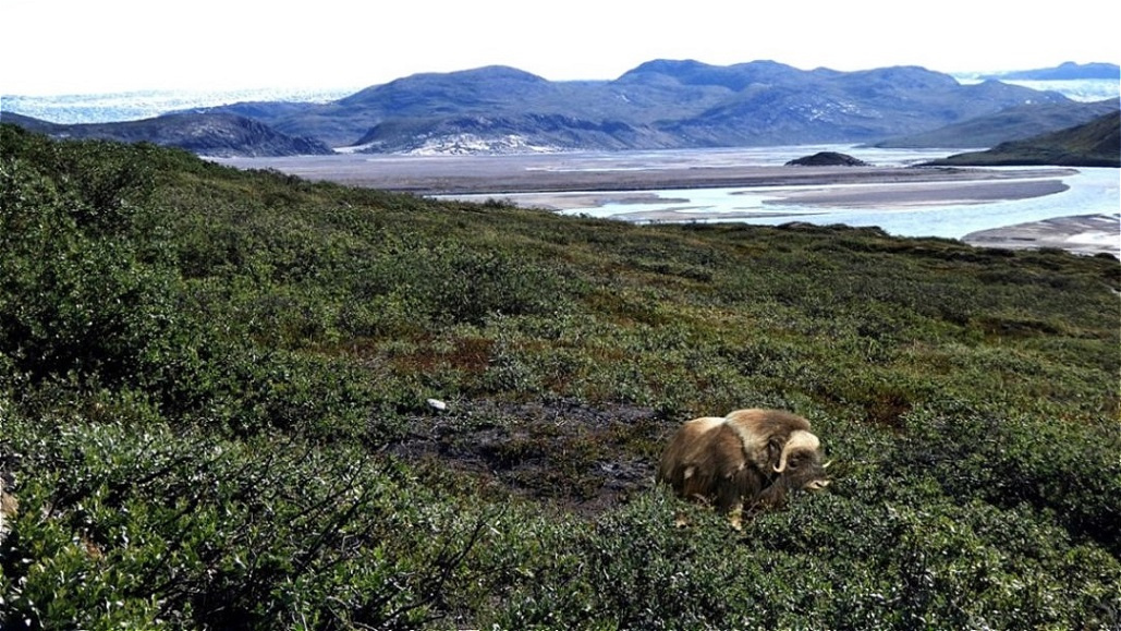 Moschusochse zwischen Zwergweiden