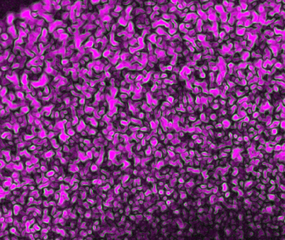 Nematic domains after rapid cooling from isotropic phase
