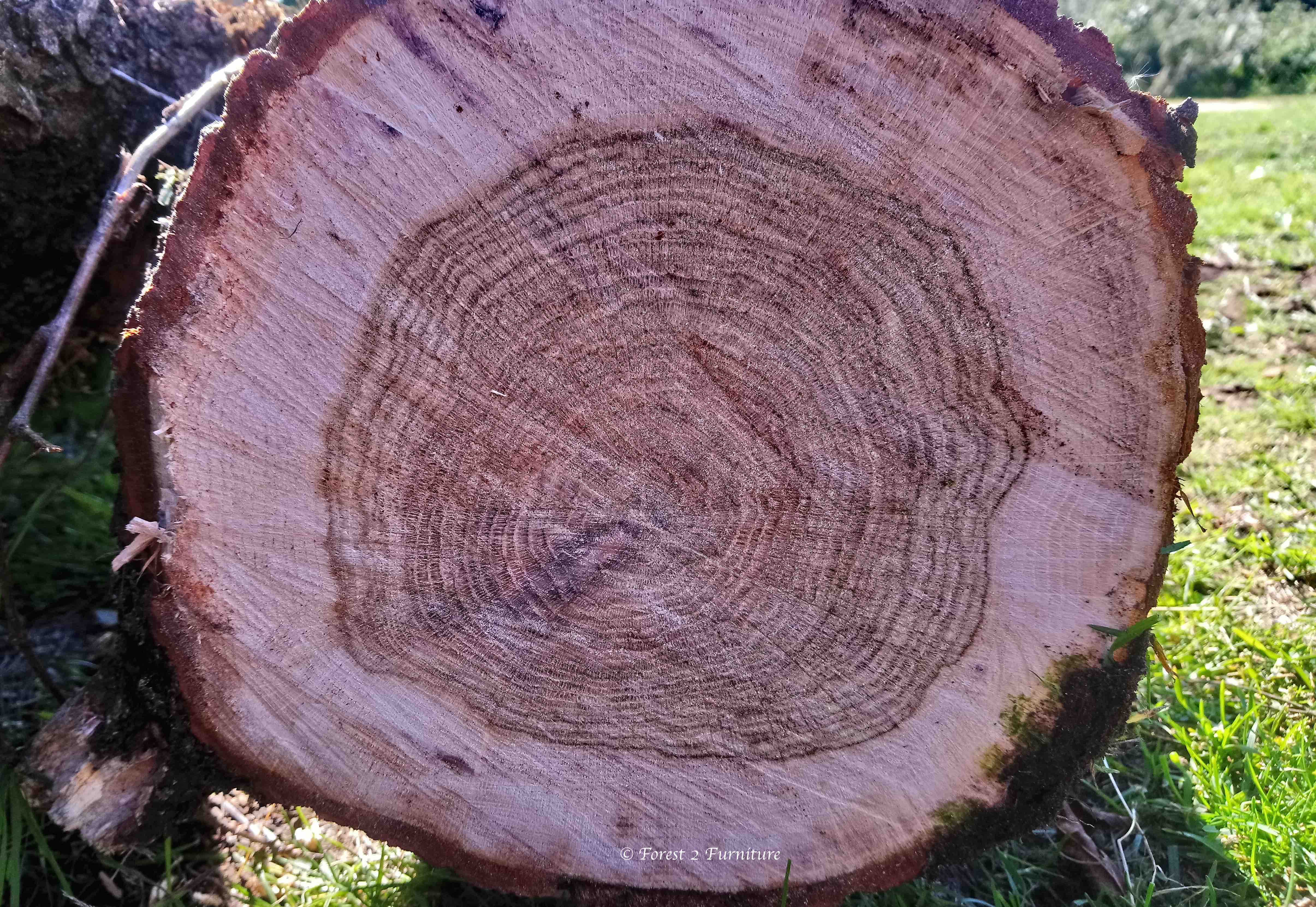 End grain of an English Oak tree