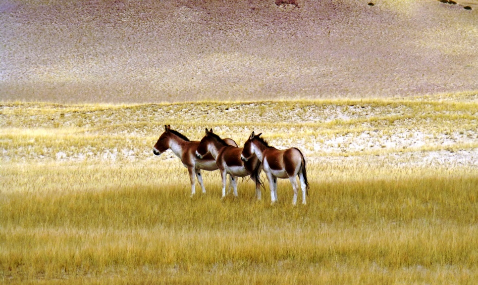 Wildesel