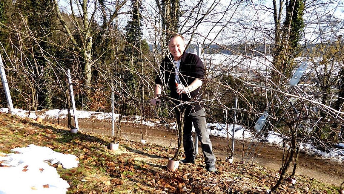 Winterschnitt der Reben