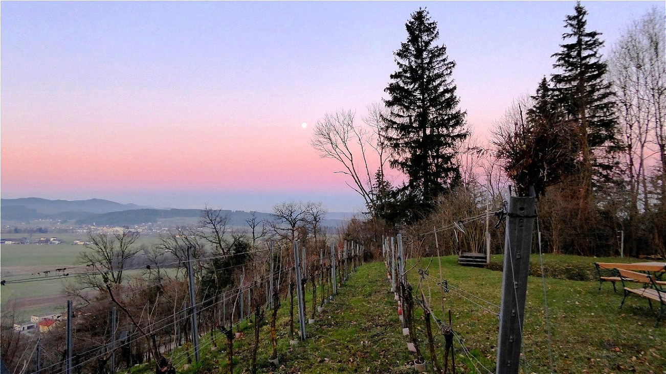 Sonnenaufgang im Weingarten - 22. März 2019