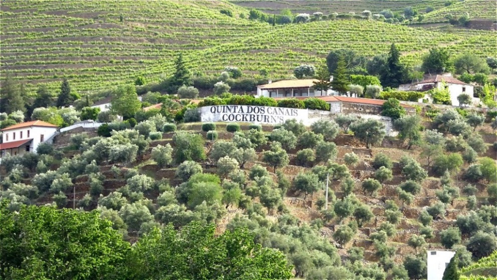 Weinreben und Olivenbäume