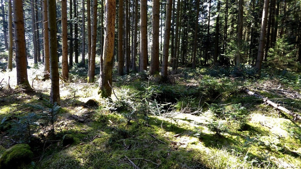 Die Auerbach Gruppe zeigt keine einheitliche Orientierung