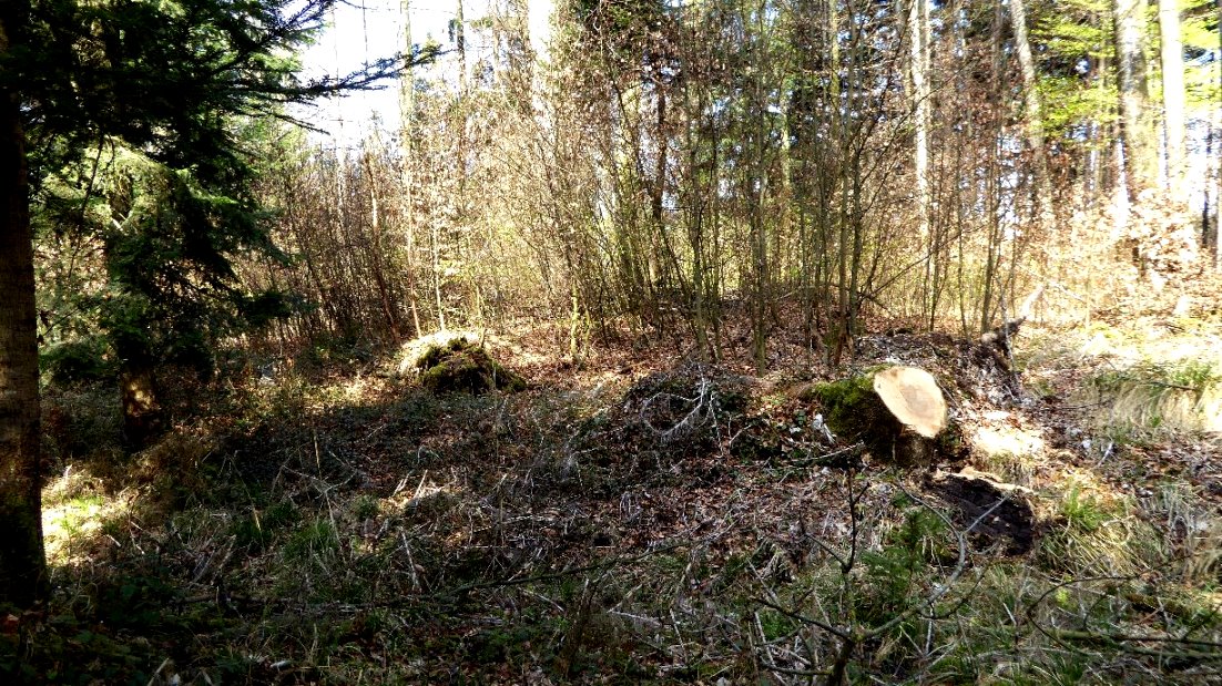 Überwucherter Grabhügel 3