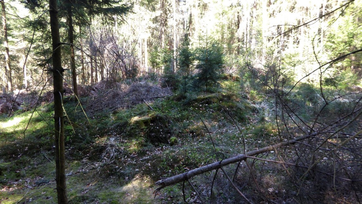 Eichwald bei Steinrödt - Riesentumulus