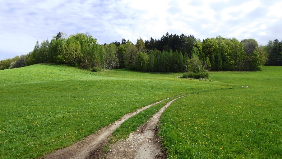 Die  Anlage liegt auf dem Bergrücken im Wald