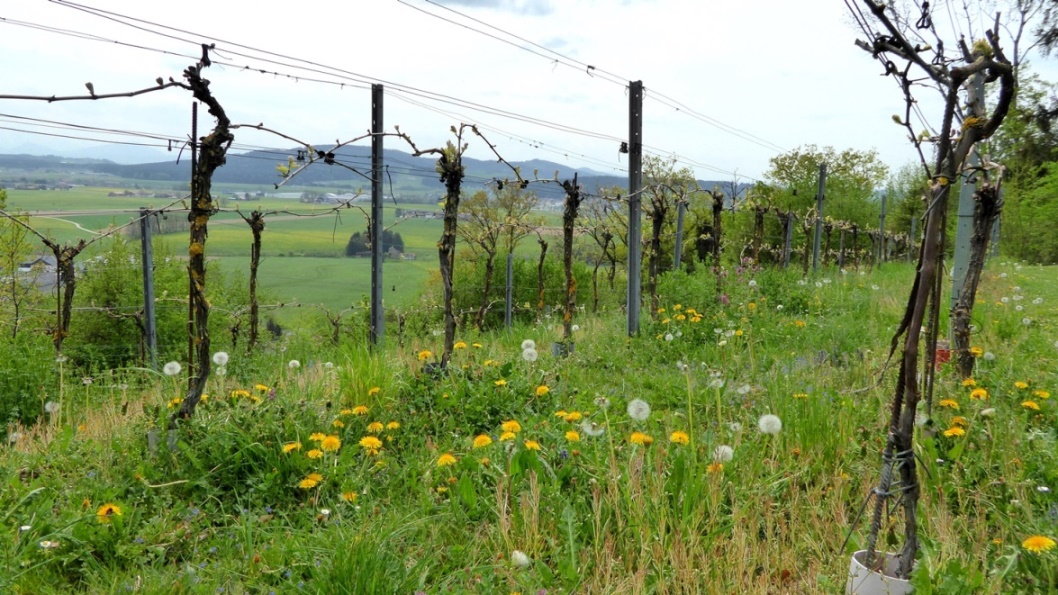 Das Corona Virus verhinderte bisher die Rasenmahd