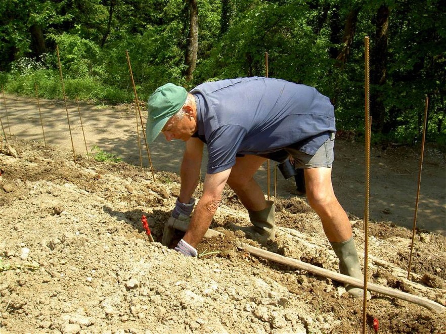 Mit Bedacht werden die Rebstöcke gesetzt