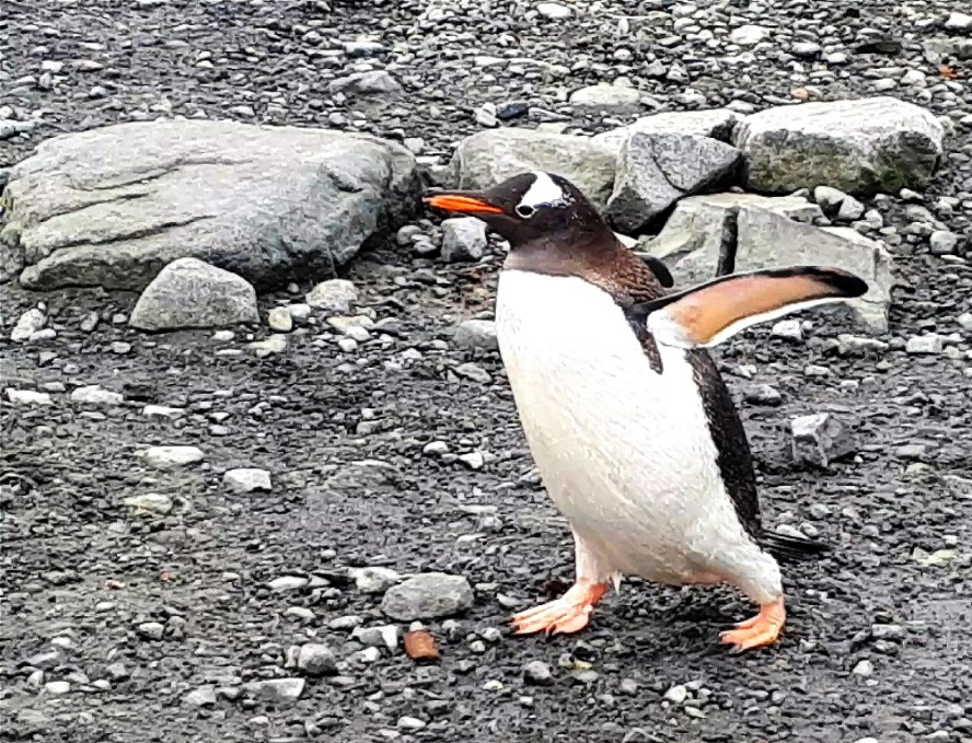 Eselspinguin auf dem Weg ins Wasser