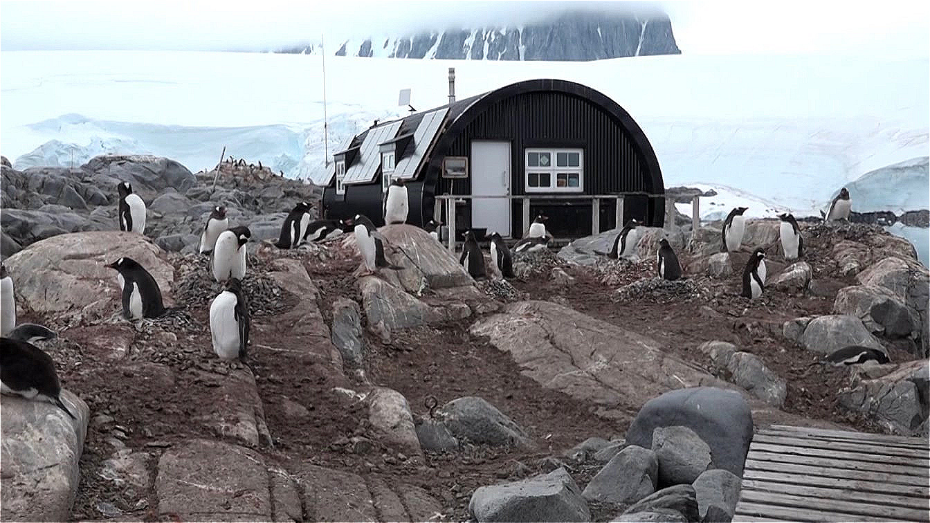 Ein Partner bewacht immer das Nest