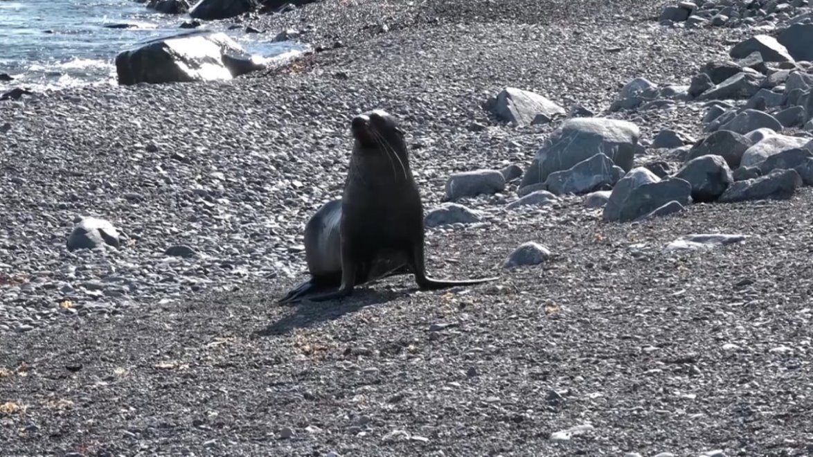 Antarktischer Seebär (Ohrenrobbe) beobachtet uns