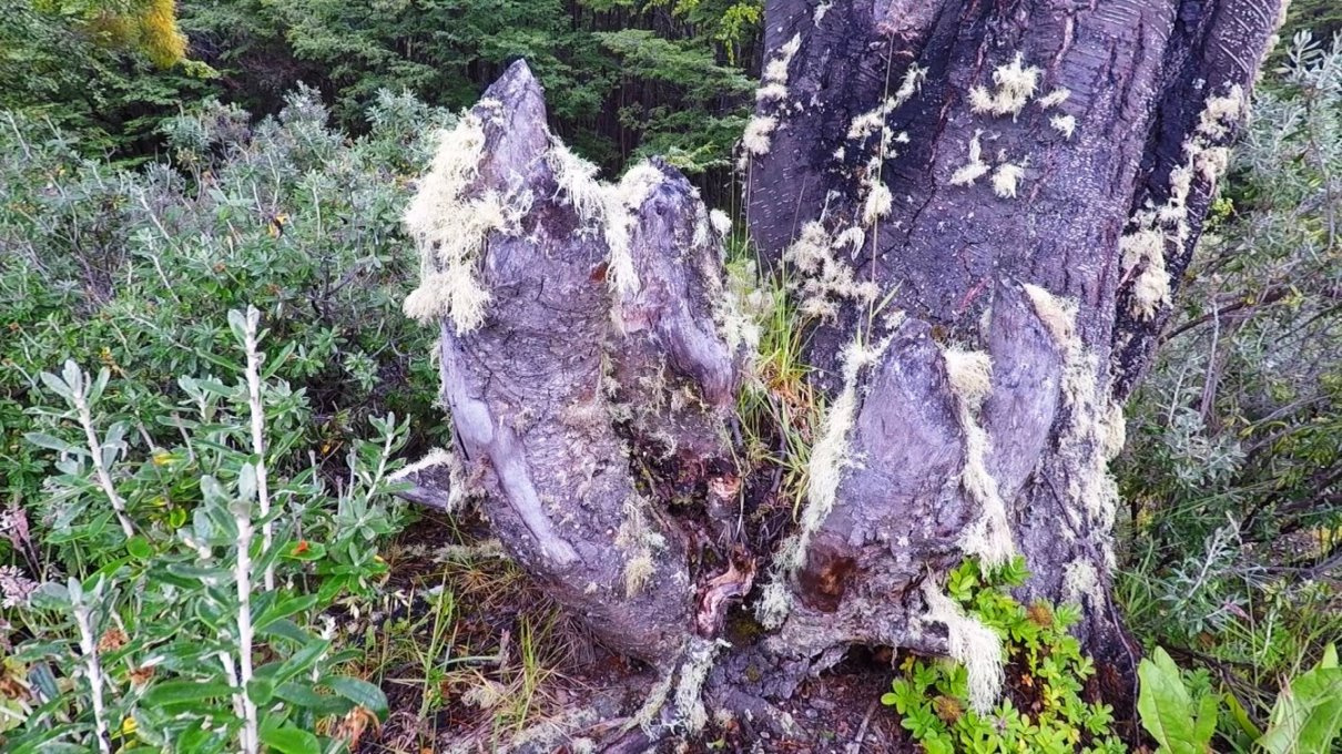 "Männerbart" - Flechten