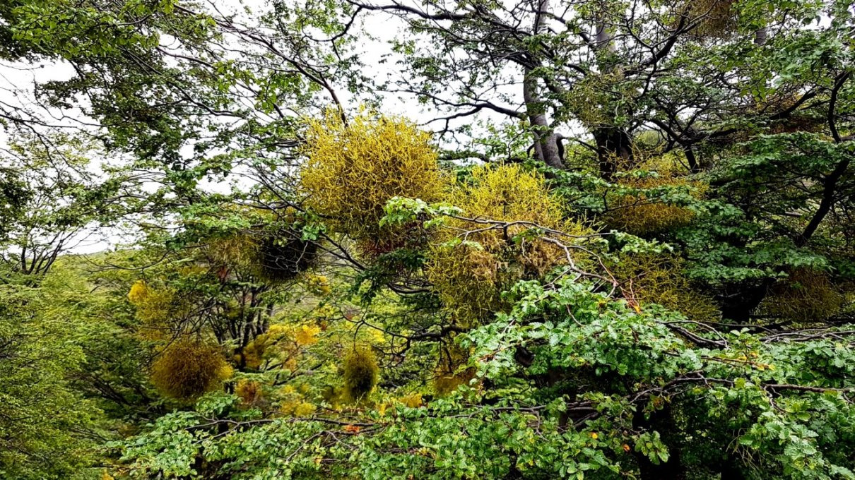 Schmarotzerpflanzen - "Chinesische Lampions"