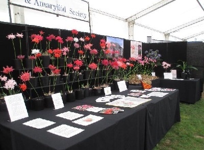 Nerine Sarniensis blooms in a wide range of colours with written information in the foreground.