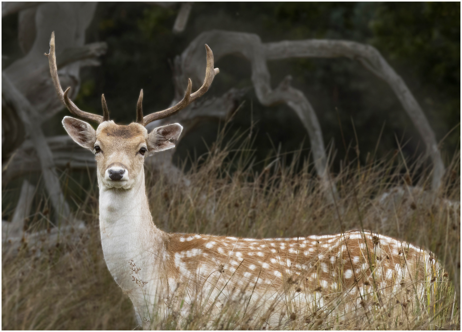 1st Place: Alert (Ray Dulai)