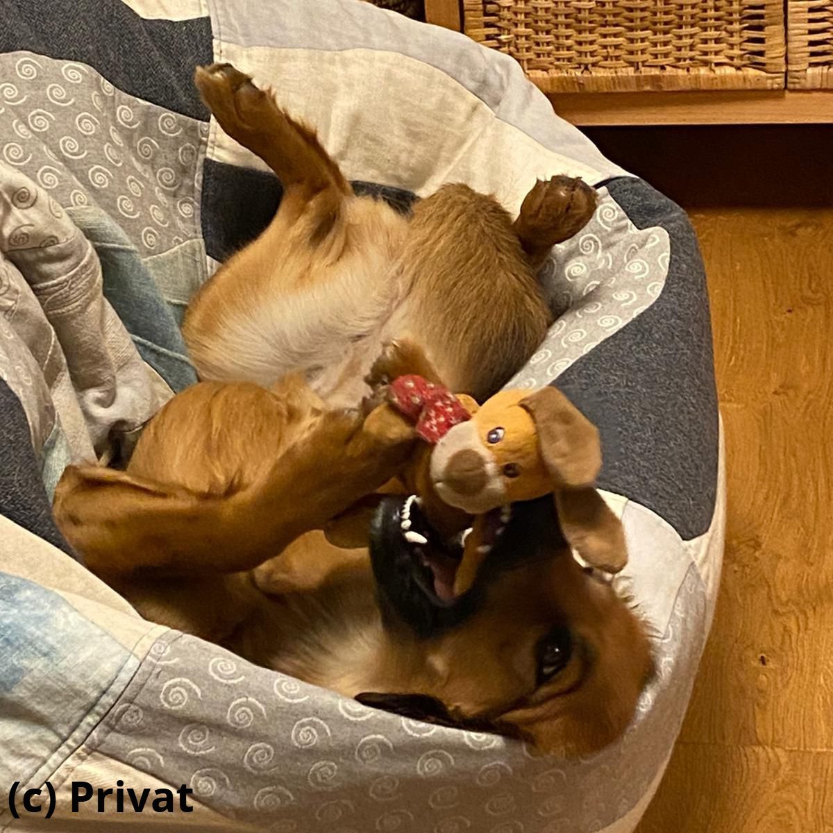 "Arya" spielt wie ihre Mama...