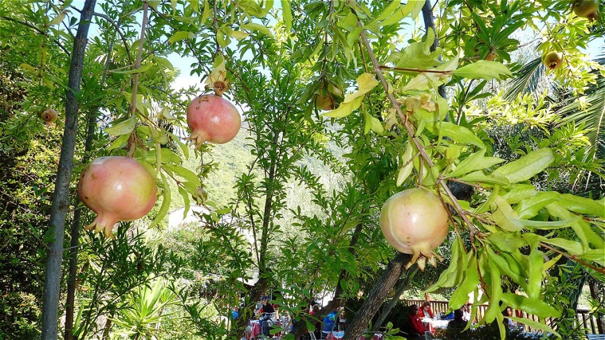 Granatäpfel im Garten des Lokals