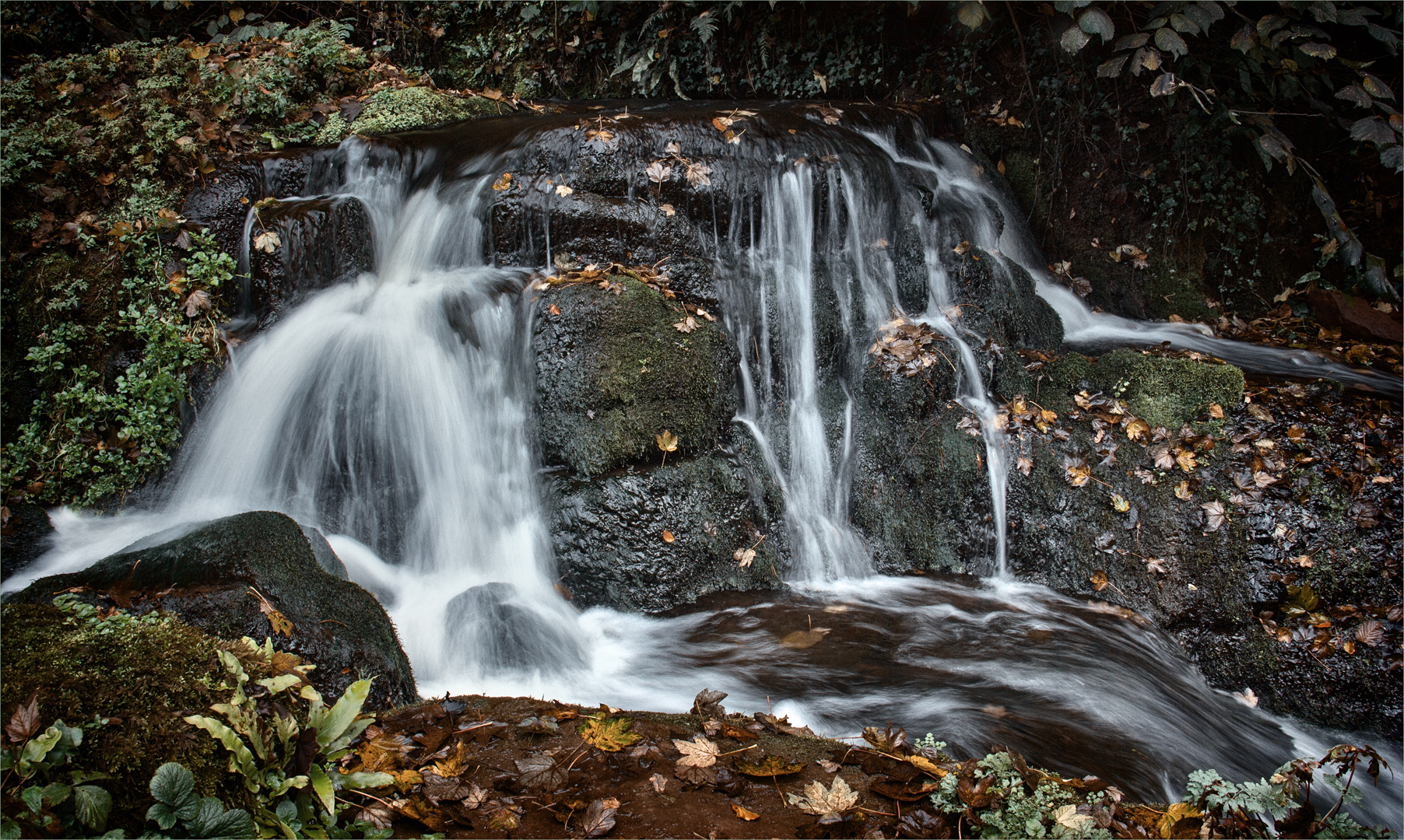 Joint 3rd Place: Badger Dingle (Delia Kingsbury)