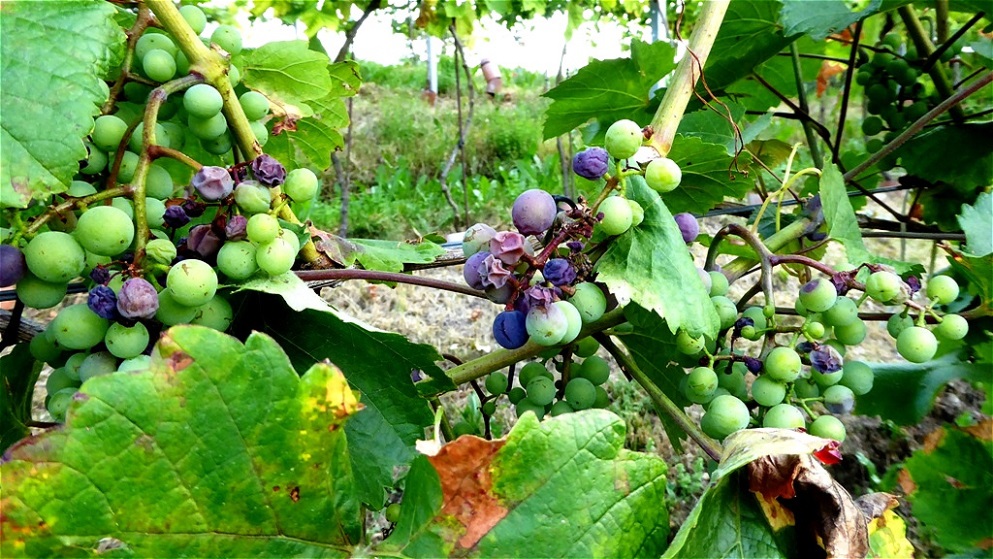 Vertrocknete Trauben !