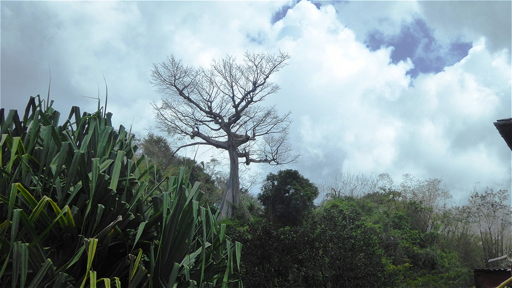 Baumriese im "Trockenzeitschlaf"