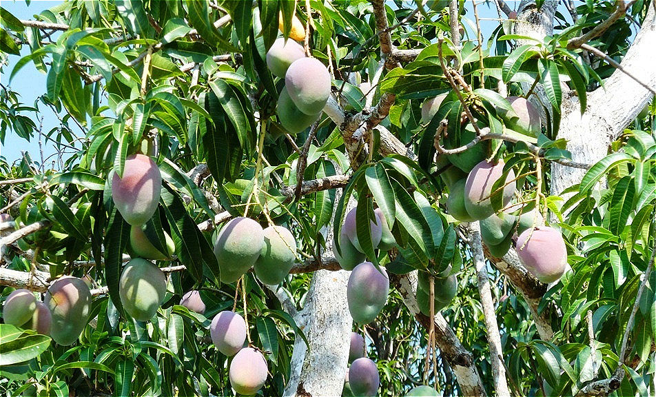 Mangos