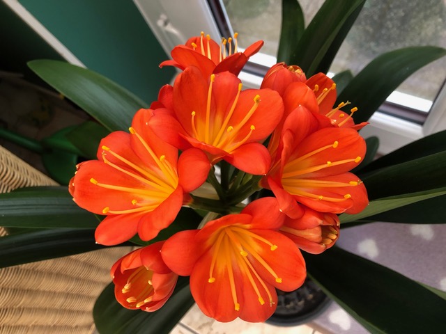 4. Clivia red hybrid unnamed