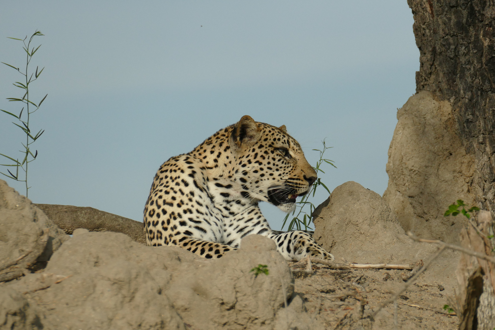 3rd Third: Close Enough (John Gainham)