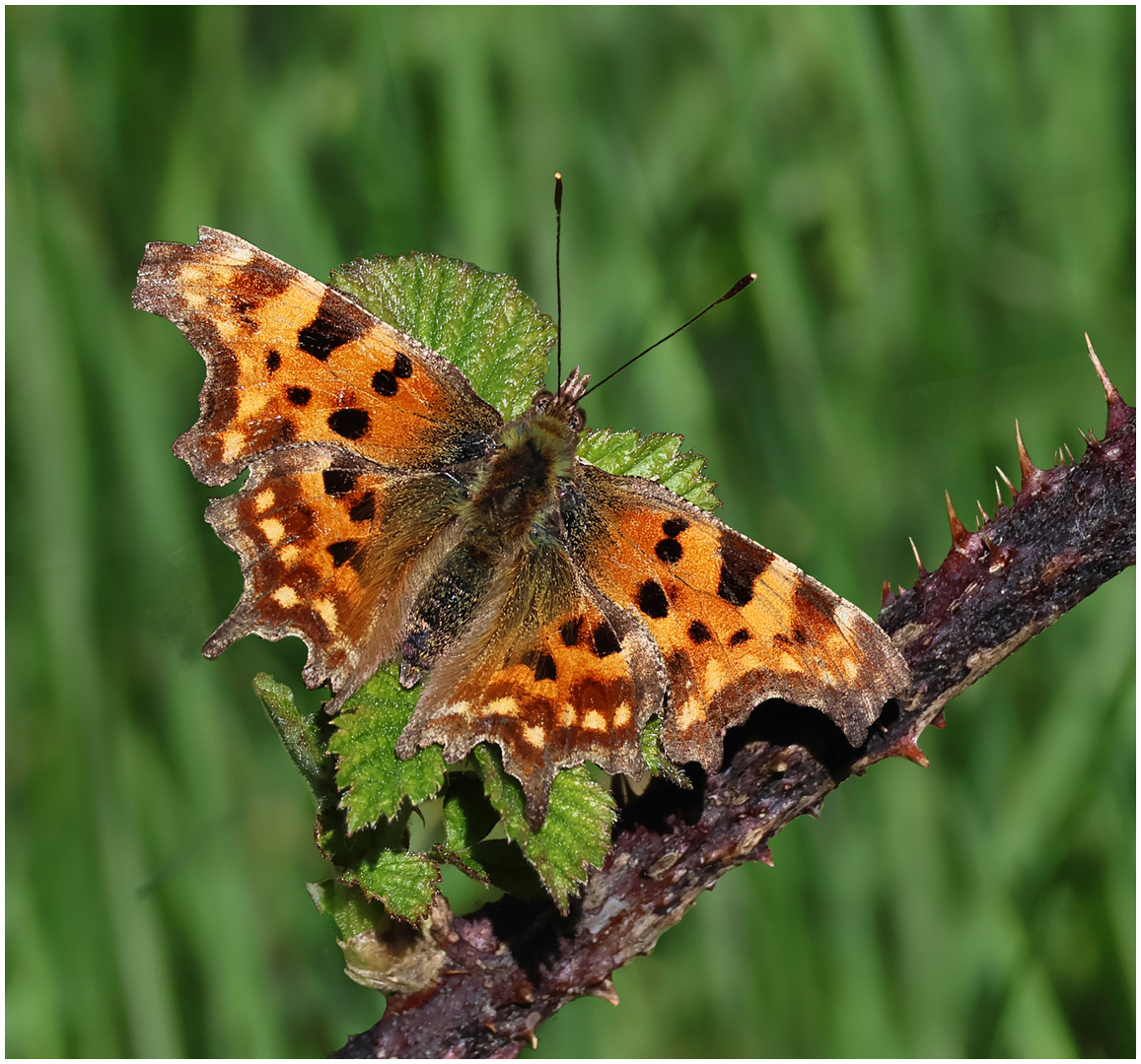 3rd Place: Comma (Ray Dulai)