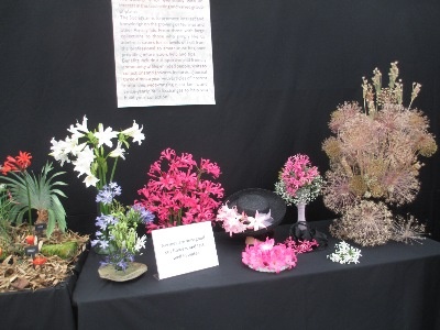 Some delightful arrangements by Sue Bedwell showed the use of a variety of Amaryllid blooms as cut flowers.