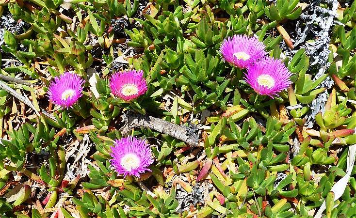 Mittagsblumen in voller Pracht !