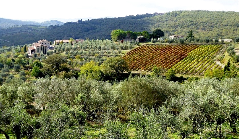 Hügellandschaft mit Oliven und Wein