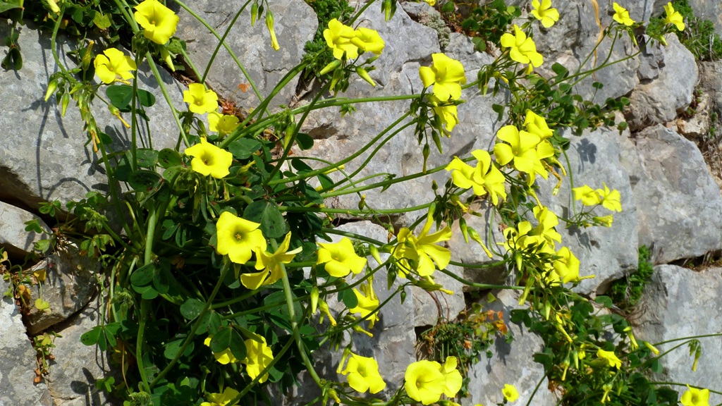 "Blühende Trockenmauer"