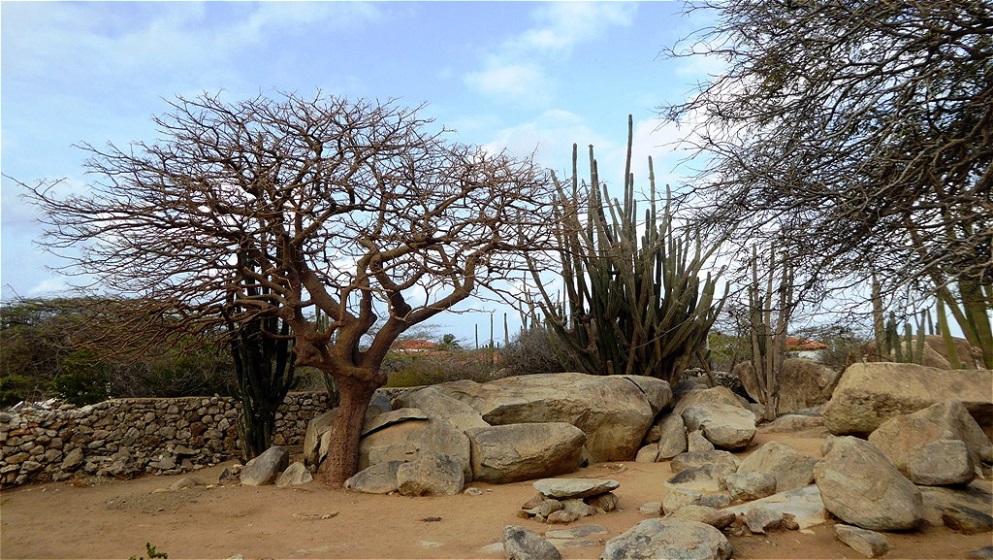 Trockenzeit - die Bäume tragen noch keine Blätter !