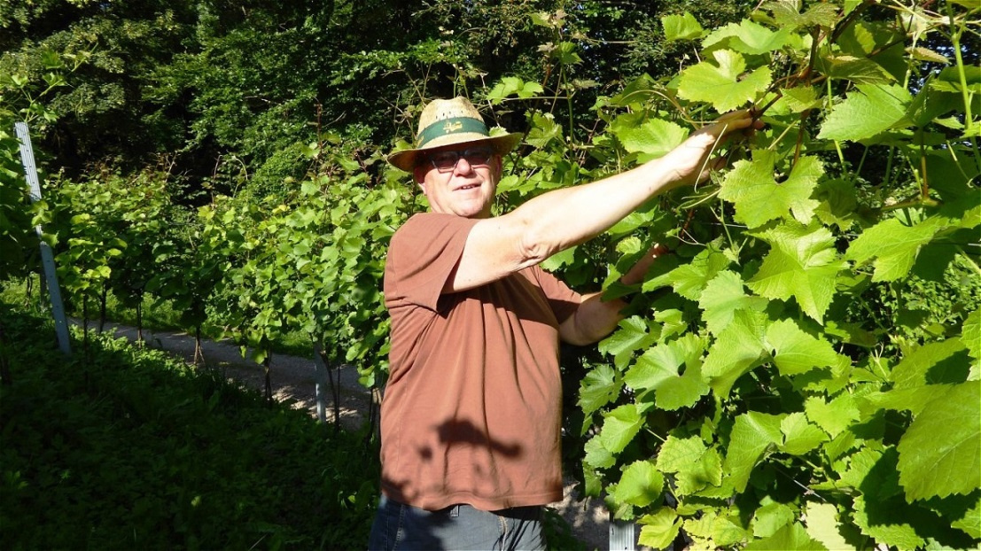 Die Triebe werden eingefädelt