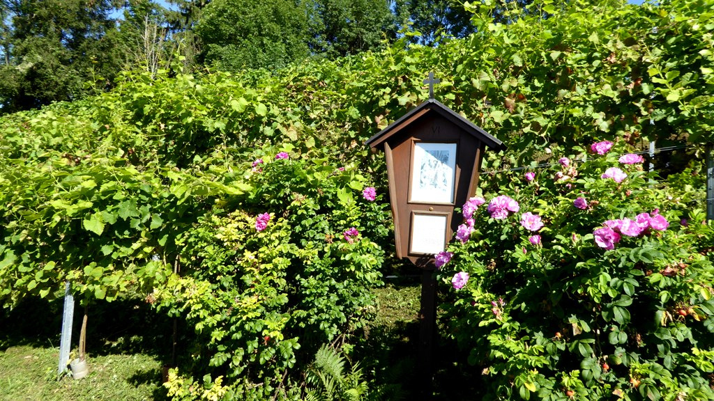 Grasmahd und Anbringung der Schutznetze - 23 August 2016