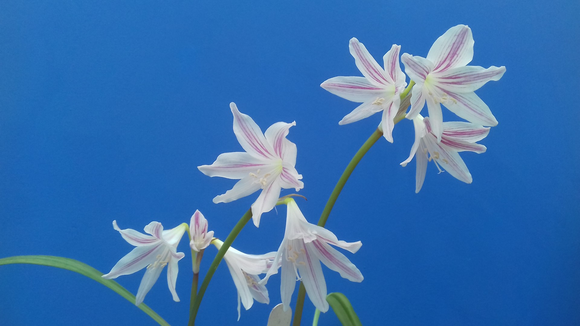 5. Eithea blumenavia 