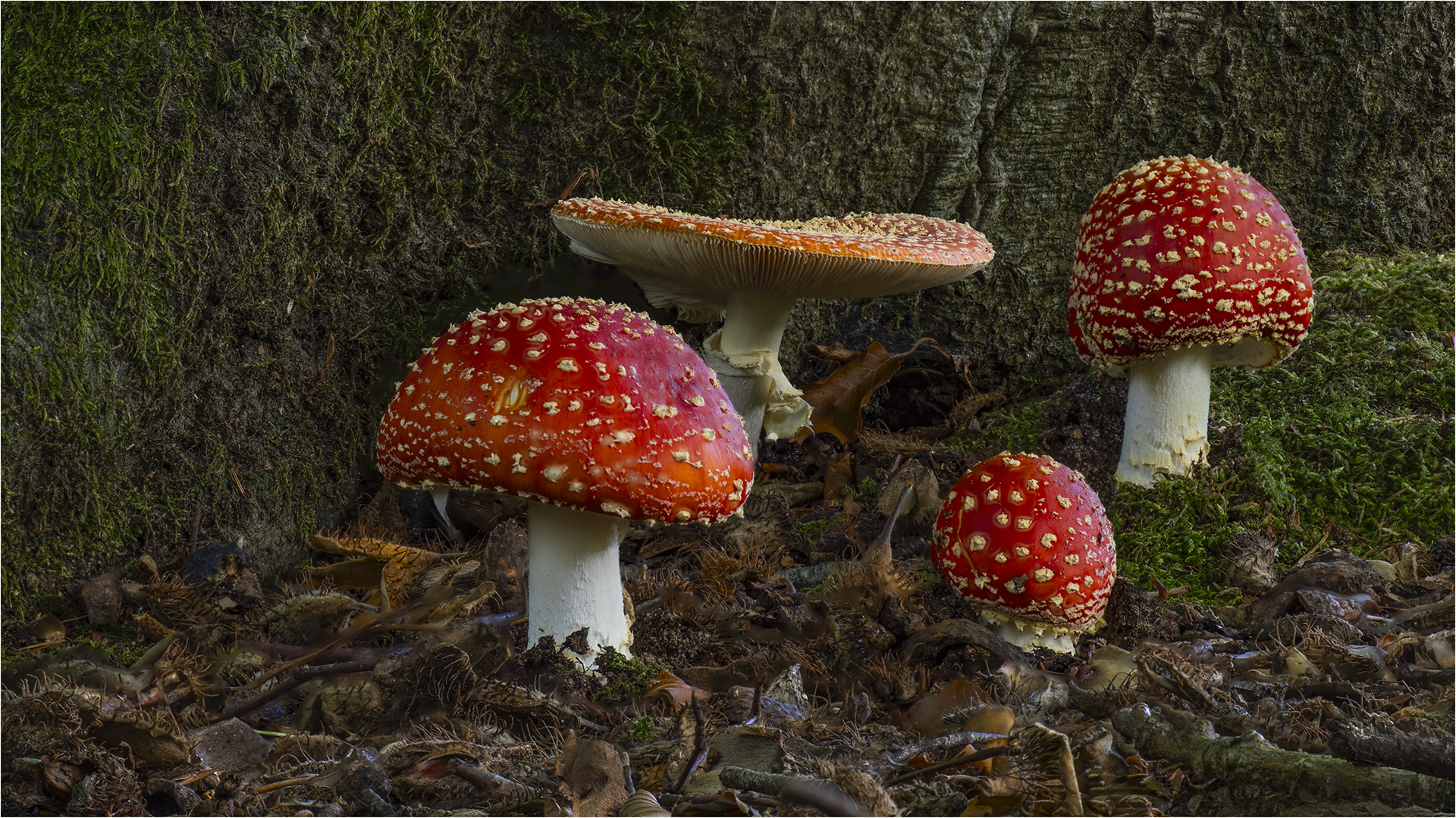 Highly Commended: Fly Agars Colony (Michael Bull)