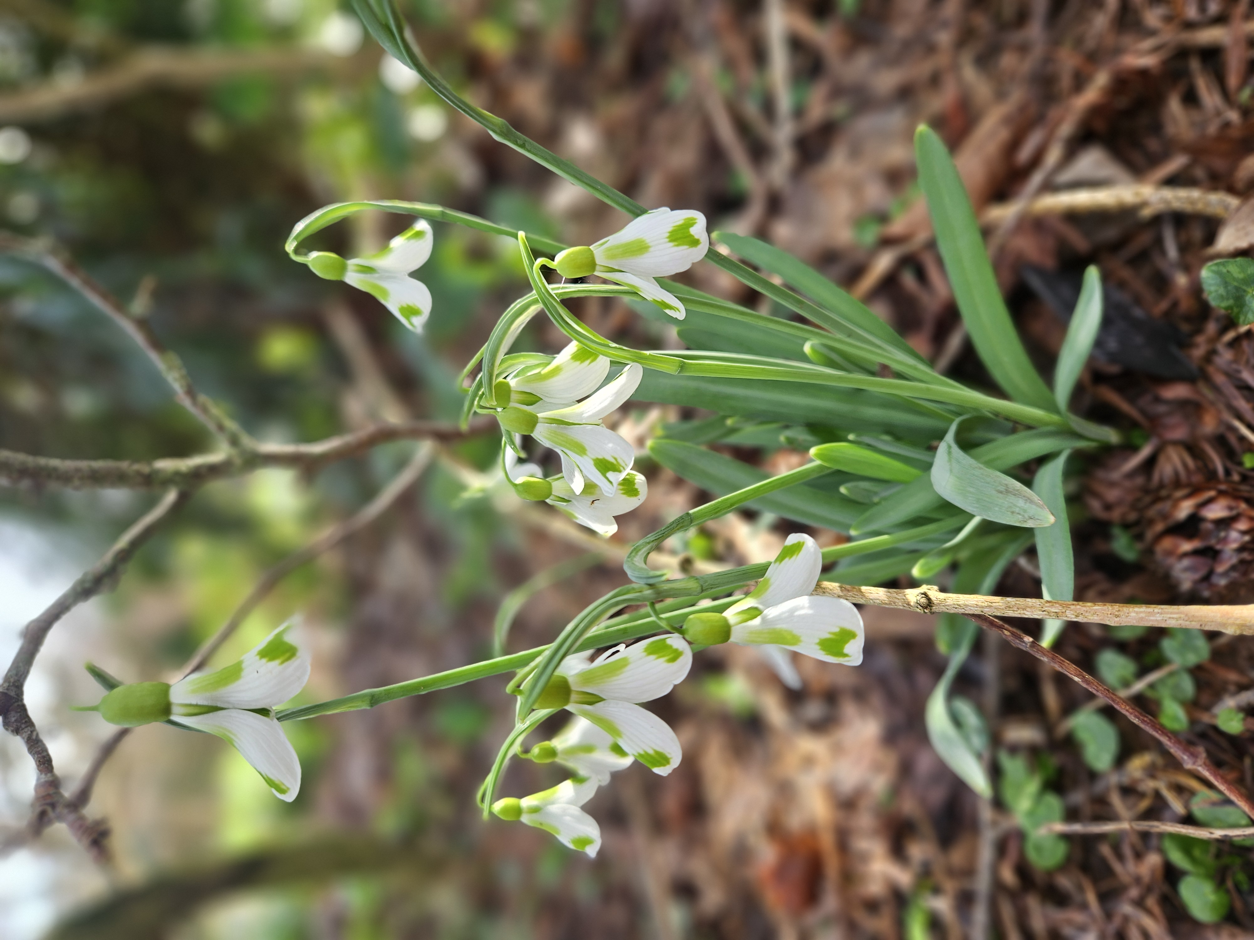 4. Galanthus Veronica Cross 	